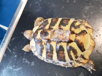 Fotografia miesta 8 od Veterina Závodský - MVDr. Róbert Závodský