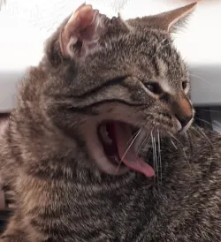 Fotografia miesta 9 od Veterina Závodský - MVDr. Róbert Závodský