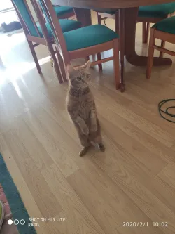 Fotografia miesta 10 od Veterina Závodský - MVDr. Róbert Závodský