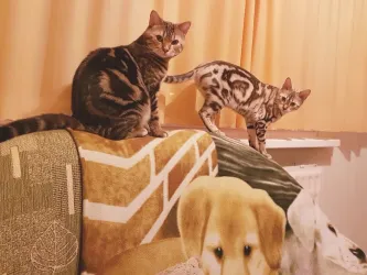 Fotografia miesta 1 od NovaVet  veterinárna ambulancia pre malé zvieratá - MVDr. Michaela Nováková