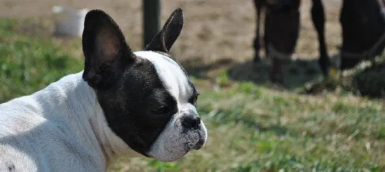 Fotografia miesta 2 od Veterinárna klinika Bullypet - MVDr. Matúš Pagáč
