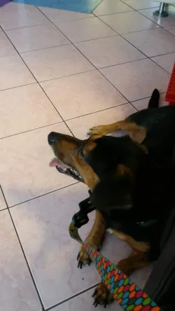 Fotografia miesta 3 od Veterinárna klinika Bullypet - MVDr. Matúš Pagáč