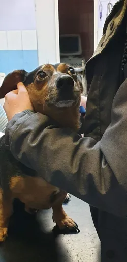 Fotografia miesta 4 od Veterinárna klinika Bullypet - MVDr. Matúš Pagáč