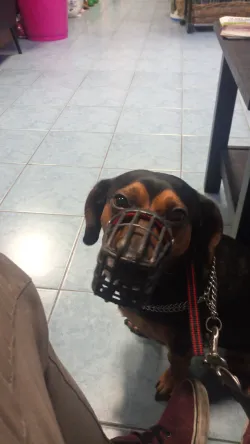 Fotografia miesta 6 od Veterinárna klinika Bullypet - MVDr. Matúš Pagáč