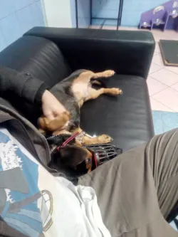 Fotografia miesta 9 od Veterinárna klinika Bullypet - MVDr. Matúš Pagáč