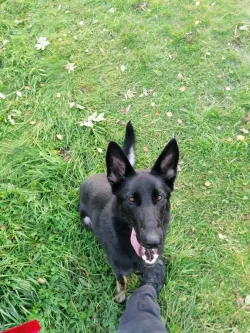 Fotografia miesta 2 od Veterinárna ambulancia Ruskov - MVDr. Peter Smrčo