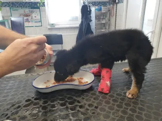 Fotografia miesta 3 od Veterinárna ambulancia Ruskov - MVDr. Peter Smrčo