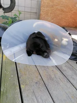 Fotografia miesta 4 od Veterinárna ambulancia Ruskov - MVDr. Peter Smrčo