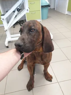 Fotografia miesta 5 od Veterinárna ambulancia Ruskov - MVDr. Peter Smrčo