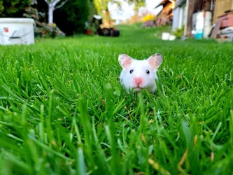 Fotografia miesta 2 od Veterinárna ambulancia MLYNVET - MVDr. Zuzana Hollá