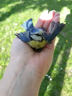 Fotografia miesta 3 od Veterinárna ambulancia MLYNVET - MVDr. Zuzana Hollá