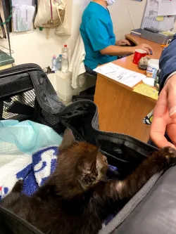 Fotografia miesta 4 od Veterinárna ambulancia MLYNVET - MVDr. Zuzana Hollá