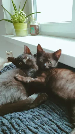 Fotografia miesta 5 od Veterinárna ambulancia MLYNVET - MVDr. Zuzana Hollá