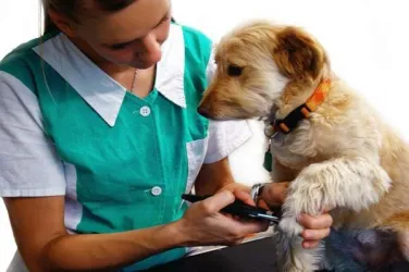 Fotografia miesta 6 od Veterinárna ambulancia MLYNVET - MVDr. Zuzana Hollá