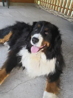 Fotografia miesta 2 od Veterinárna ambulancia MVDr.Roman Krištín