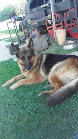 Fotografia miesta 3 od Veterinárna ambulancia MVDr.Roman Krištín