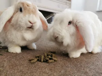 Fotografia miesta 4 od Anima veterinárna klinika - MVDr. Martin Mitra