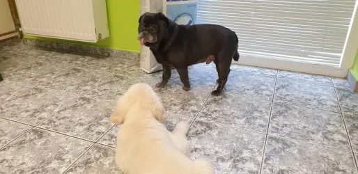 Fotografia miesta 5 od Anima veterinárna klinika - MVDr. Martin Mitra