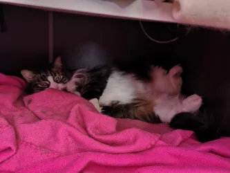 Fotografia miesta 8 od Anima veterinárna klinika - MVDr. Martin Mitra