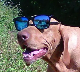 Fotografia miesta 3 od MyVet clinic - MVDr. Oliver Pestún