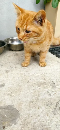 Fotografia miesta 1 od Veterinárna ambulancia - MVDr. Katarína Polačková