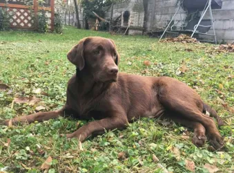 Fotografia miesta 4 od Veterinárna ambulancia - MVDr. Radovan Bozalka