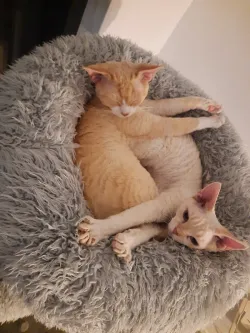 Fotografia miesta 5 od Veterinárna ambulancia - MVDr. Radovan Bozalka