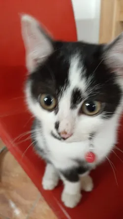 Fotografia miesta 1 od Veterinárna ambulancia - MVDr. Monika Bakšiová