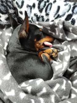 Fotografia miesta 1 od Veterinárna ambulancia MVDr. Dušan Braný