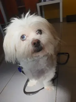 Fotografia miesta 2 od Veterinárna klinika Know hauTrnávka - MVDr. Johana Jenčová