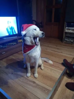 Fotografia miesta 3 od Veterinárna klinika Know hauTrnávka - MVDr. Johana Jenčová