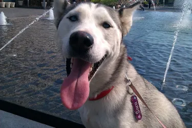 Fotografia miesta 4 od Veterinárna klinika Know hauTrnávka - MVDr. Johana Jenčová