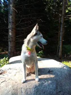 Fotografia miesta 6 od Veterinárna klinika Know hauTrnávka - MVDr. Johana Jenčová