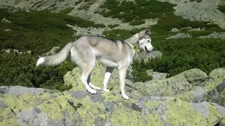 Fotografia miesta 7 od Veterinárna klinika Know hauTrnávka - MVDr. Johana Jenčová