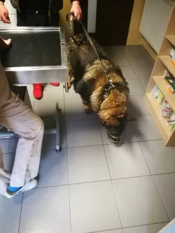 Fotografia miesta 10 od Veterinárna klinika Know hauTrnávka - MVDr. Johana Jenčová