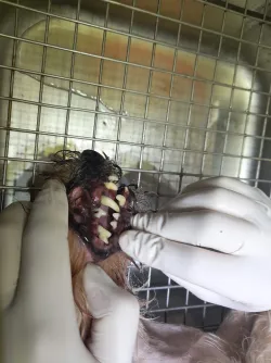 Fotografia miesta 4 od Veterinárna ambulancia - MVDr. Vladislav Palenčár