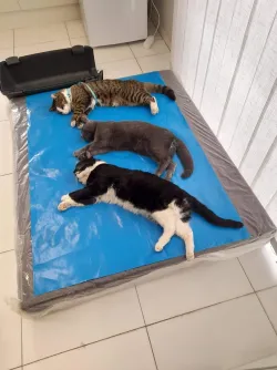 Fotografia miesta 8 od Veterinárna ambulancia - MVDr. Vladislav Palenčár