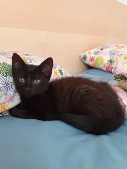 Fotografia miesta 1 od Veterinárna ambulancia - MVDr. Mária Chudáčiková