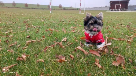 Fotografia miesta 6 od Veterinárna klinika NOVA-VET - MVDr. Peter Nováčik