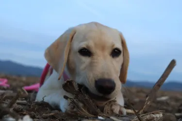 Fotografia miesta 1 od Veterinárna ambulancia Vetpark - MVDr. Jana Čičalová