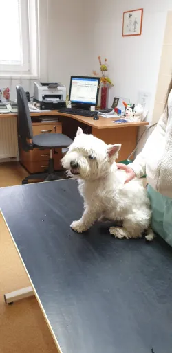 Fotografia miesta 4 od Veterinárna ambulancia Vetpark - MVDr. Jana Čičalová