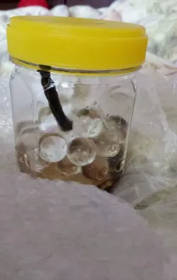 Fotografia miesta 1 od Pijavica lekárska na domáce použitie - Marta Kolštromová