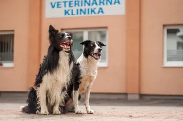 Fotografia miesta 1 od ZvolenVet - Veterinárna Klinika - MVDr. Gabriela Sliacka