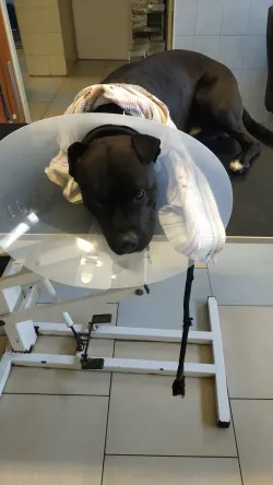 Fotografia miesta 4 od Veterinárna ambulancia MVDr. Marian Mikloš