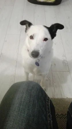 Fotografia miesta 5 od Veterinárna ambulancia MVDr. Marian Mikloš