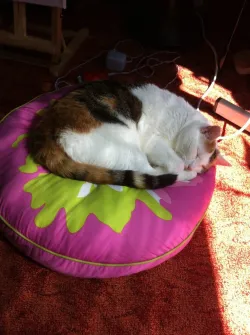 Fotografia miesta 3 od Mobilná veterinárna ambulancia EUROVET - MVDr. Daniela Laurenčíková