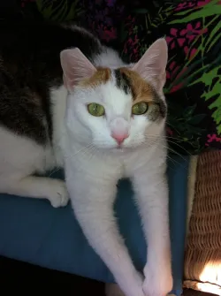 Fotografia miesta 4 od Mobilná veterinárna ambulancia EUROVET - MVDr. Daniela Laurenčíková