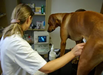 Fotografia miesta 9 od Mobilná veterinárna ambulancia EUROVET - MVDr. Daniela Laurenčíková