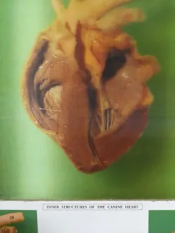 Fotografia miesta 3 od Veterinárna ambulancia - Devínska Nová Ves - MVDr. Vojtech Baculák