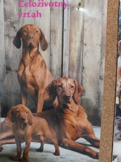 Fotografia miesta 4 od Veterinárna ambulancia - Devínska Nová Ves - MVDr. Vojtech Baculák